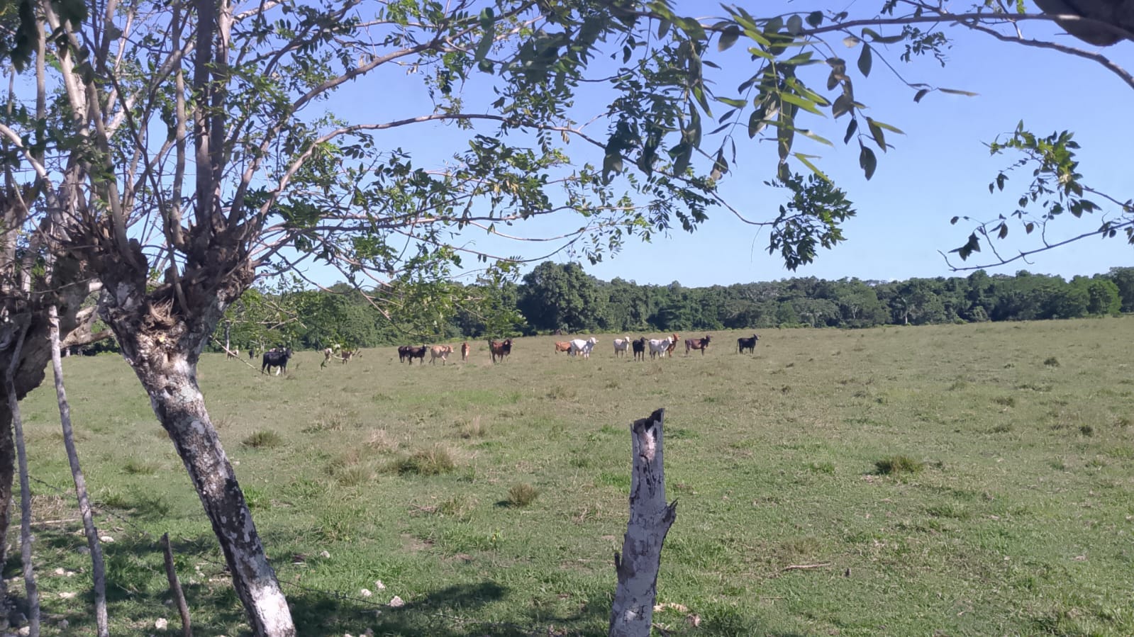 La finca queda en copeyito entre el medio de rio san Juan y nagua ah 20 minutos minutos de la playa 🏖️ y media hora de la laguna Gri Gri